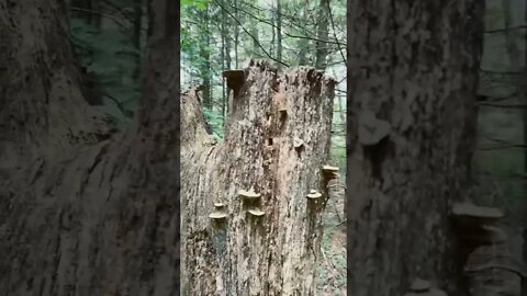 Elf tree