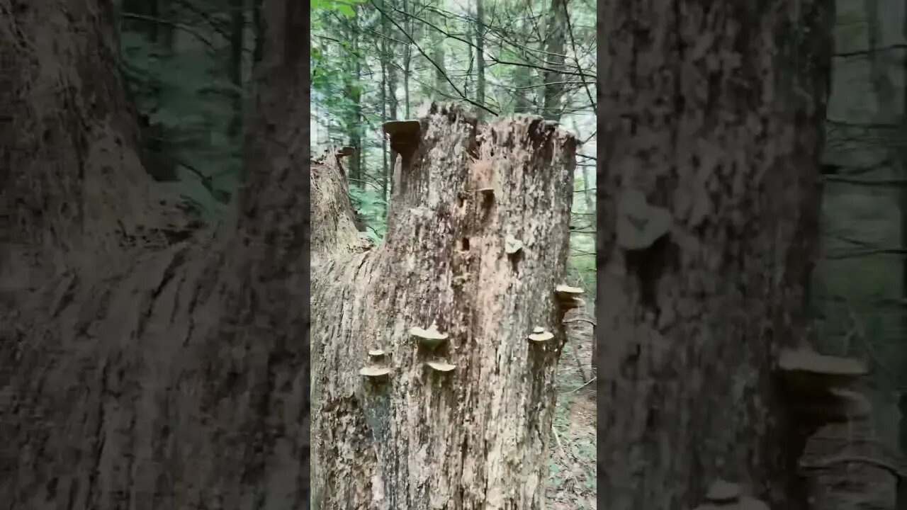 Elf tree