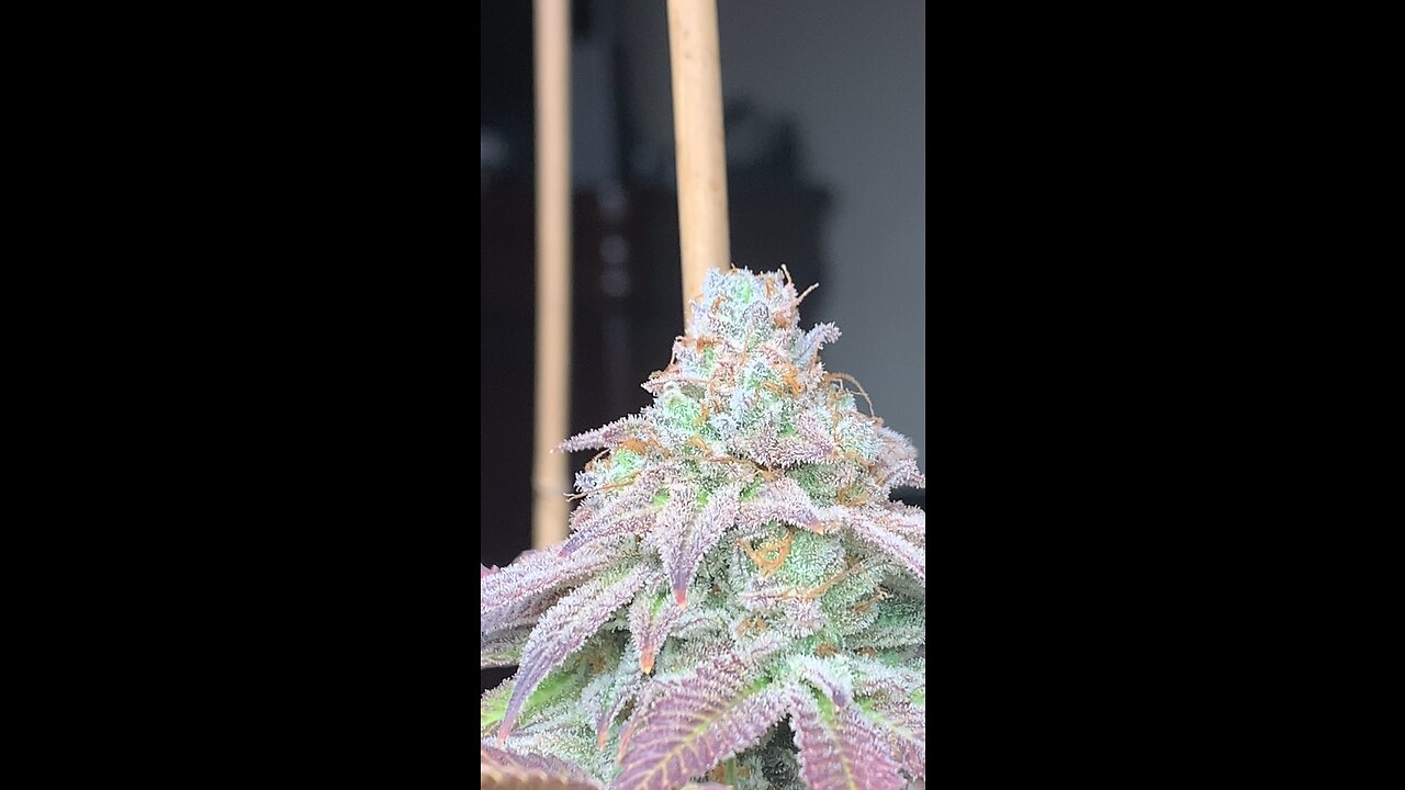 Blueberry BigStuff and Blue Raspberry Oreoz by copycatgenetixx.com