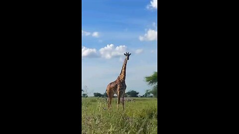 wildlife Secret's