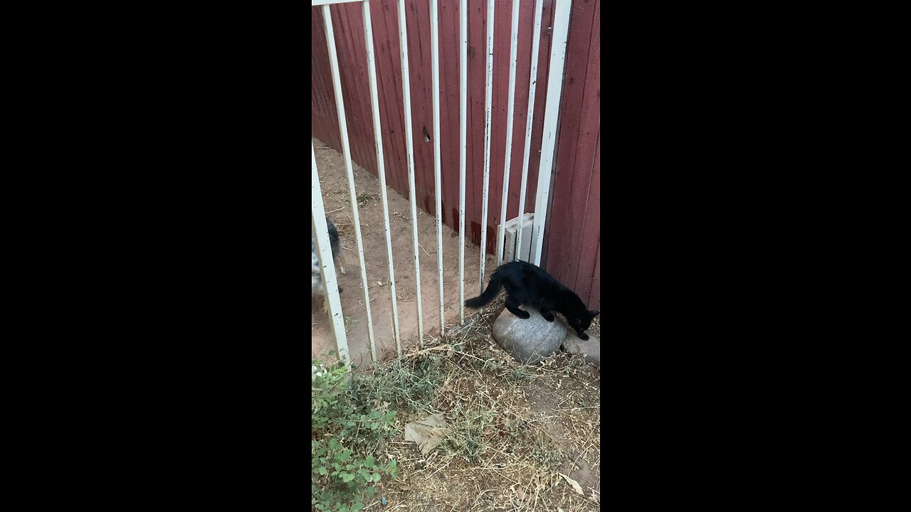  Blackjack and Teddy outside this morning part three!