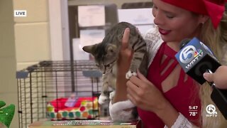 Humane Society of the Treasure Coast celebrates Christmas in July