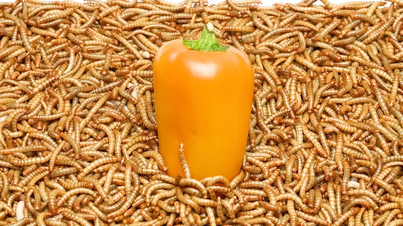 Timelapse 50 000 mealworms vs A yellow paprika