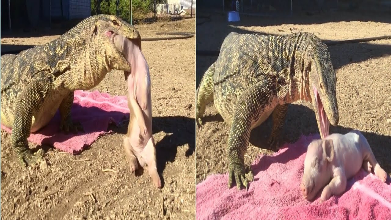 Komodo Dragon Eating Pig Baby -Live Eating