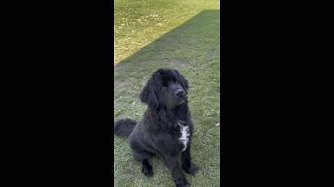 Newfoundland dog with watermelon