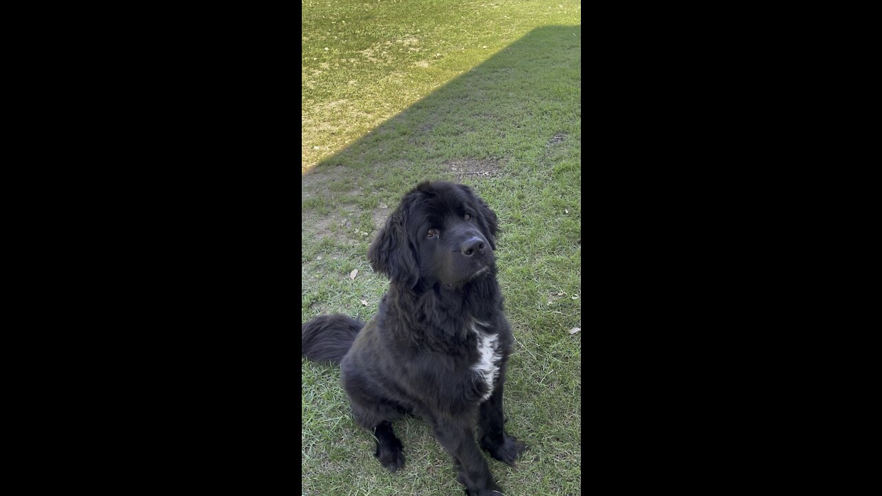 Newfoundland dog with watermelon