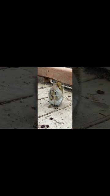 Listen to the noises this squirrel makes