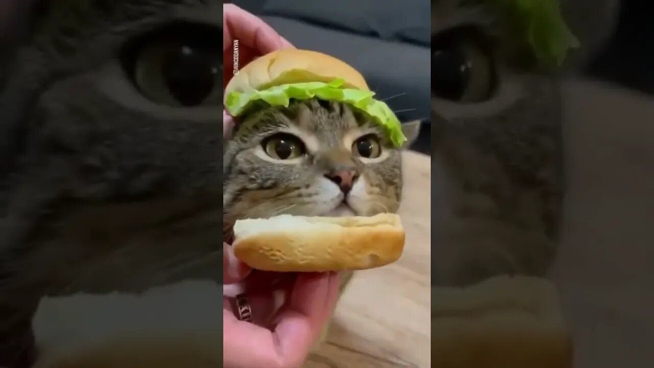 cat burger❤️#shorts #short 2022 #cat #tiktok