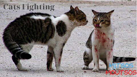 Cats Fighting and Meowing - These Two are Bloody Brothers