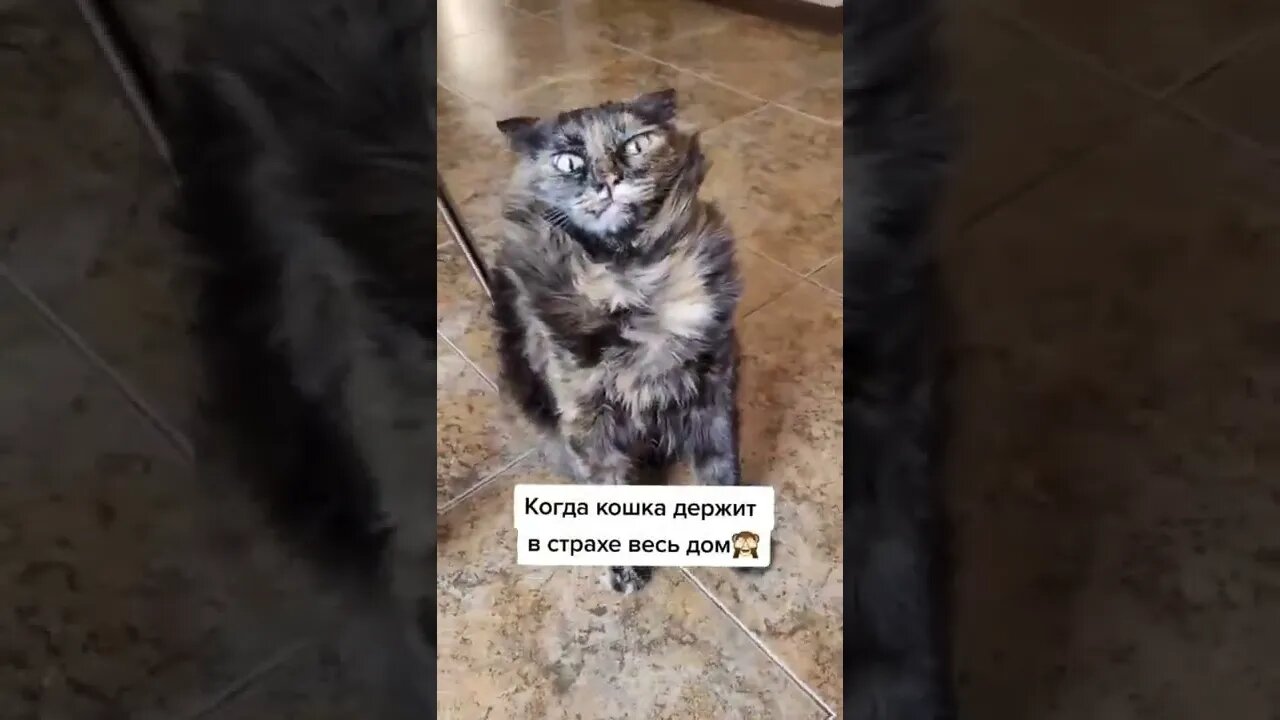 #shorts Смешные Коты Из Тик Тока 278 Funny Cats From Tiktok