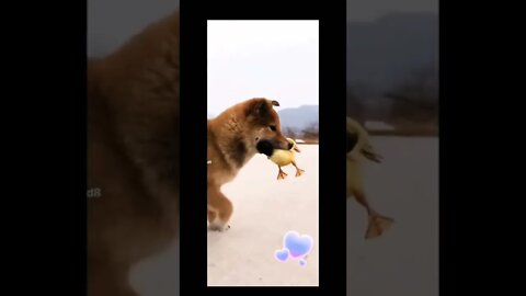Amazing Puppy