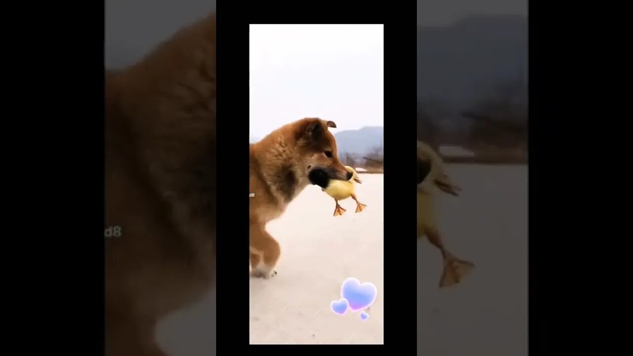 Amazing Puppy