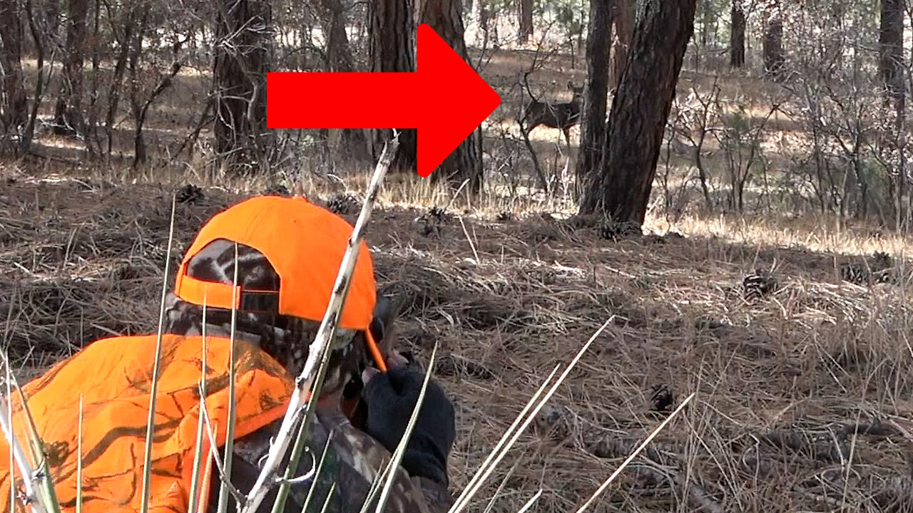 This Mule Deer STARES as Hunter lays ready with .308 rifle...