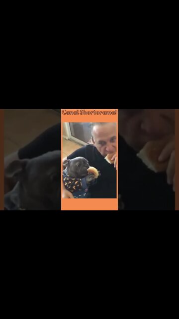 Comendo um Hambúrguer com o Melhor Amigo - Cachorro Come Hambúrguer junto com o Dono #shorts