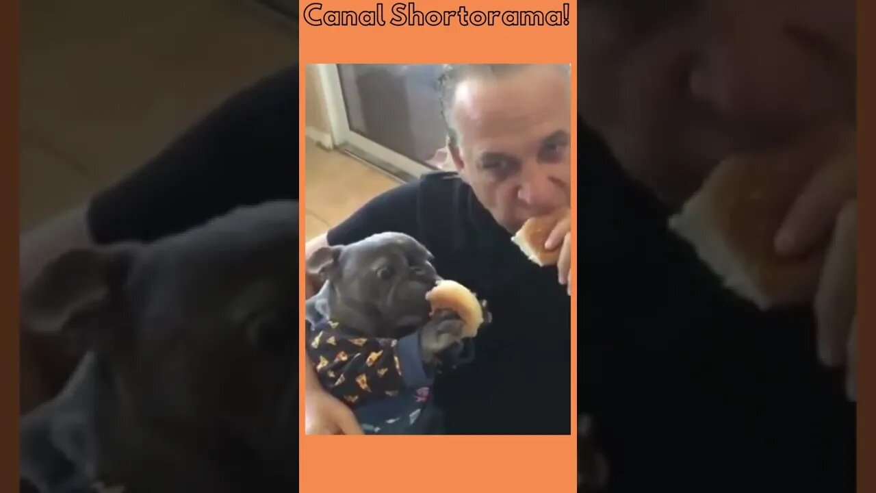 Comendo um Hambúrguer com o Melhor Amigo - Cachorro Come Hambúrguer junto com o Dono #shorts