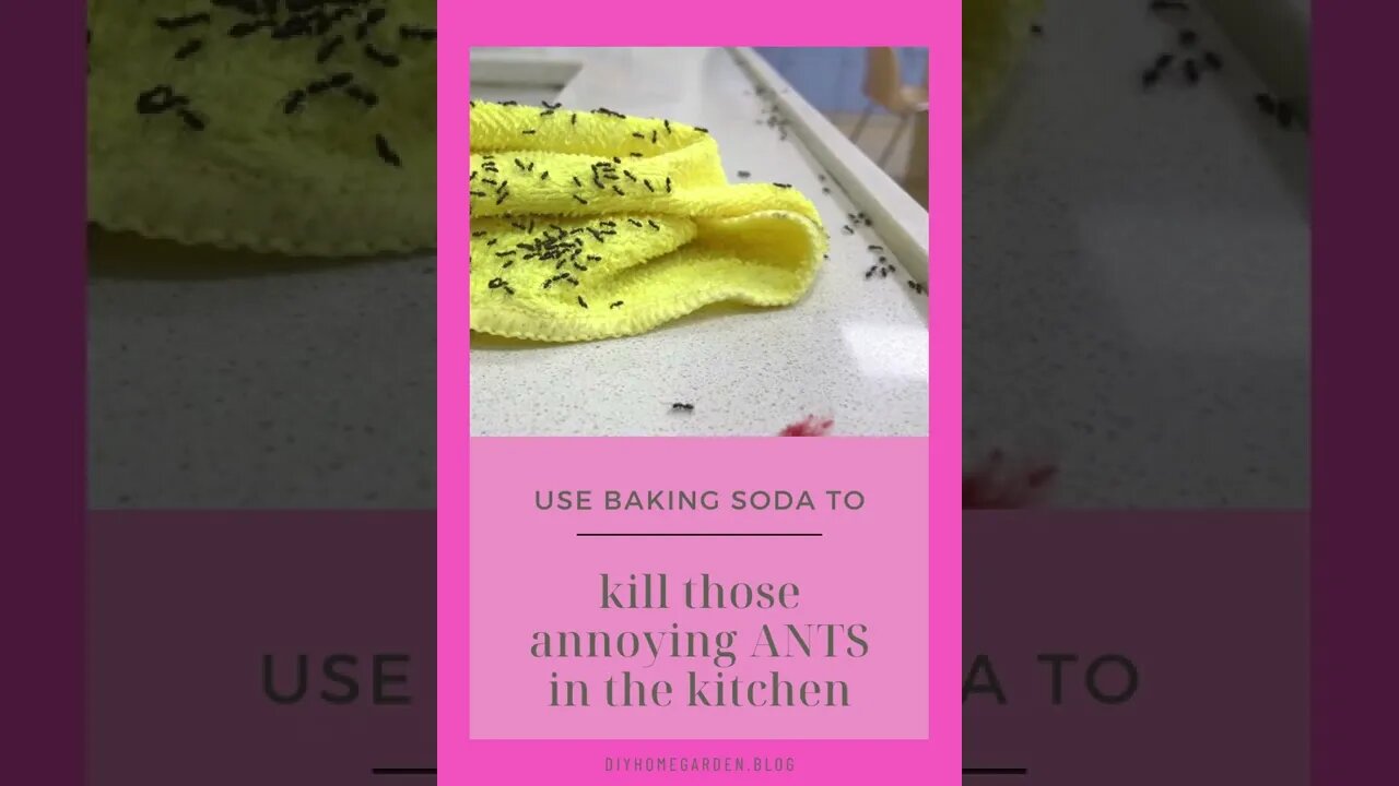 Kill Ants in the Kitchen with Baking Soda (spare yourself the chemicals!)