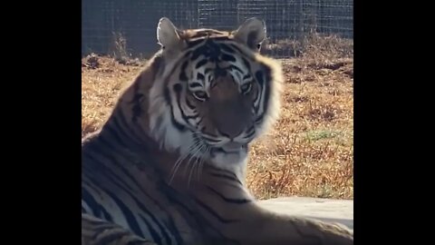 Tigers ice cold stare - Daily Dose of Nature