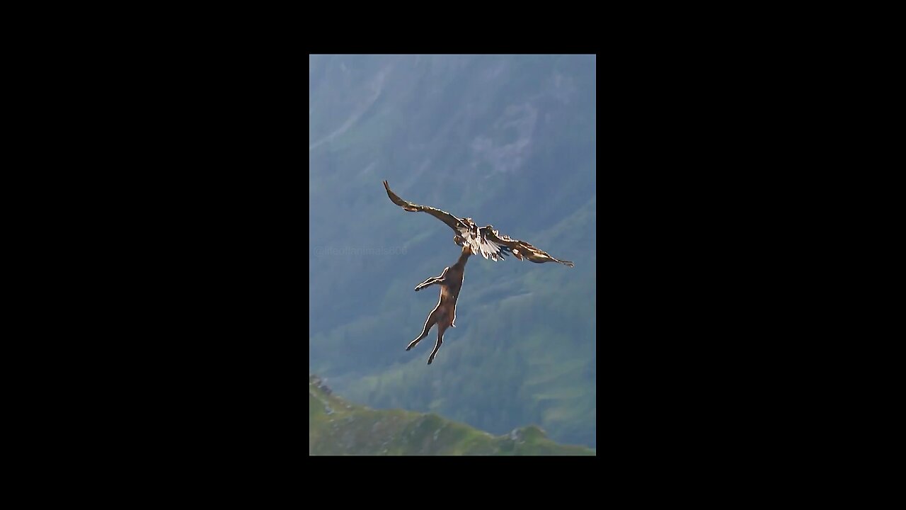 Eagle hunting goat 🔥🔥