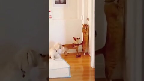 Masterminds...🐕🐾🐈🚪😅