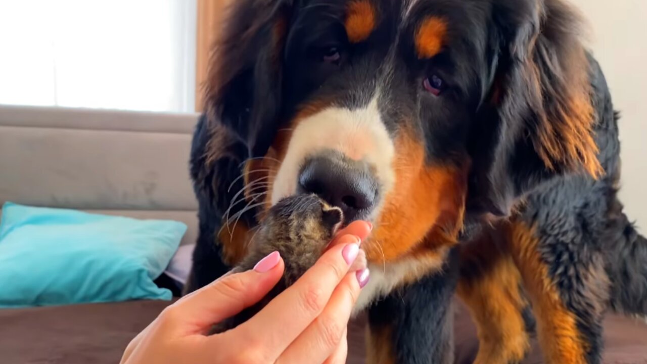 Bernese Mountain Dog Meets Newborn Kittens for the First Time!