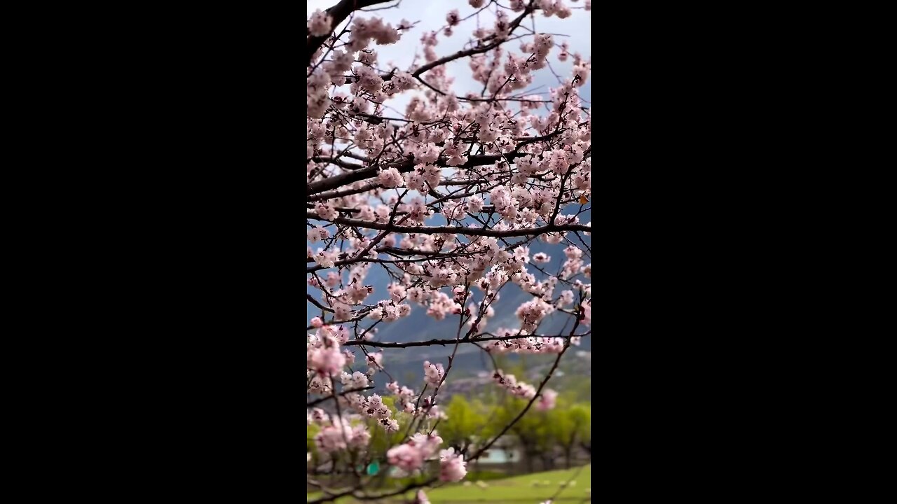 KASHMIR - PAKISTAN