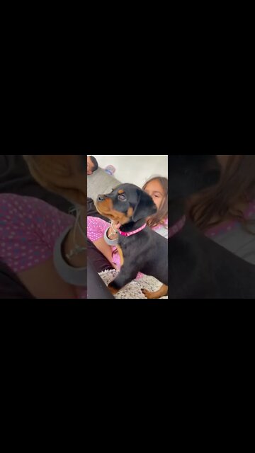 Is This The Cutest Puppy On TikTok?😍 #shorts #rottweiler #puppy
