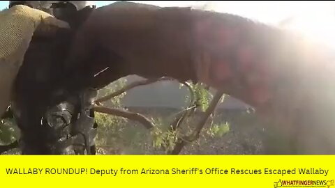 WALLABY ROUNDUP! Deputy from Arizona Sheriff's Office Rescues Escaped Wallaby