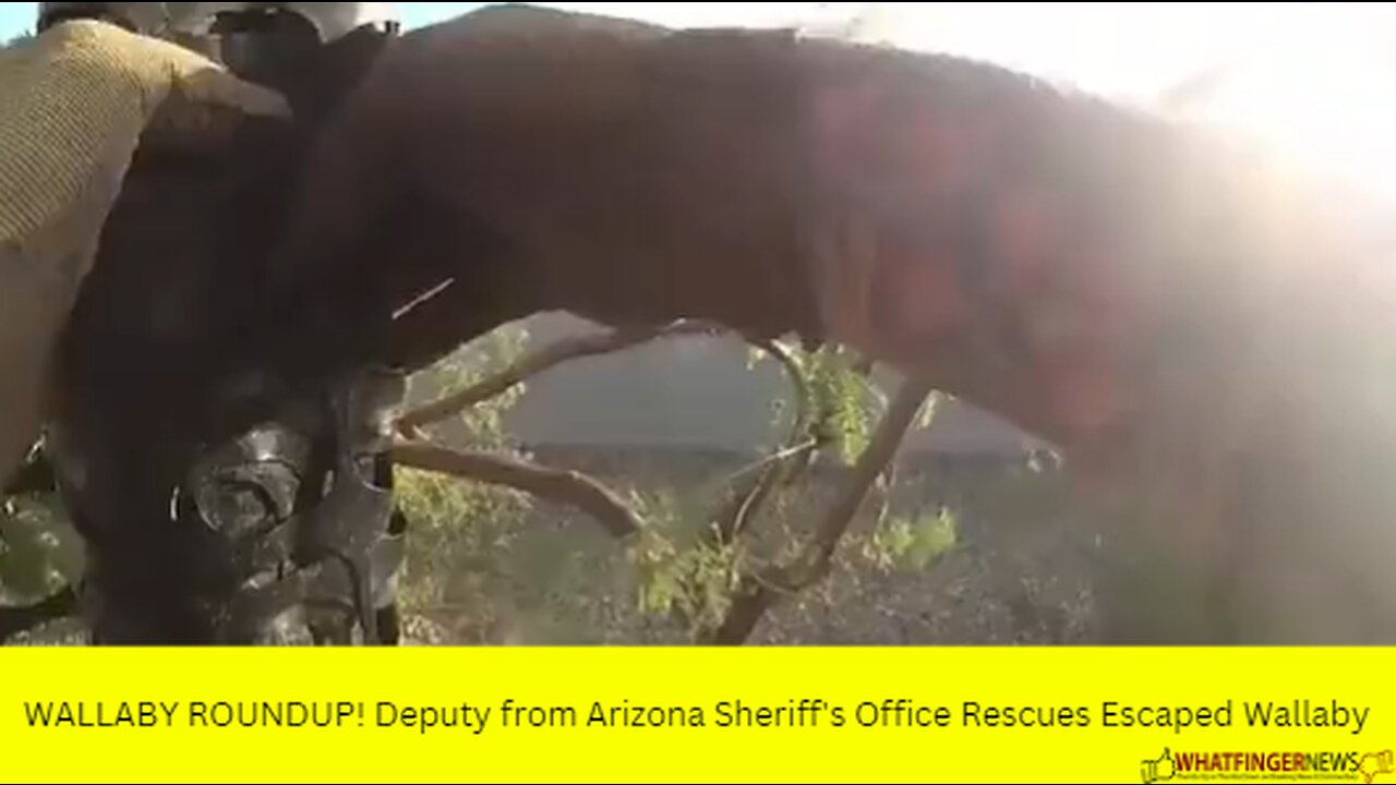 WALLABY ROUNDUP! Deputy from Arizona Sheriff's Office Rescues Escaped Wallaby