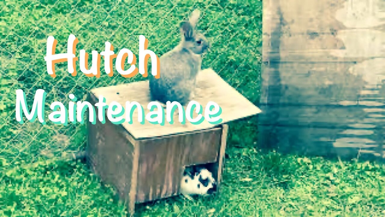 Rabbit Hutch Maintenance | Sovereign Provisions