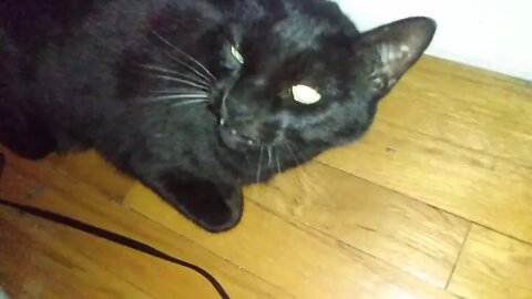 a guilty new year's eve kitten