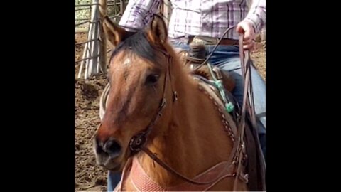 Horses_Wyoming Spring_First rides_in alley with halter