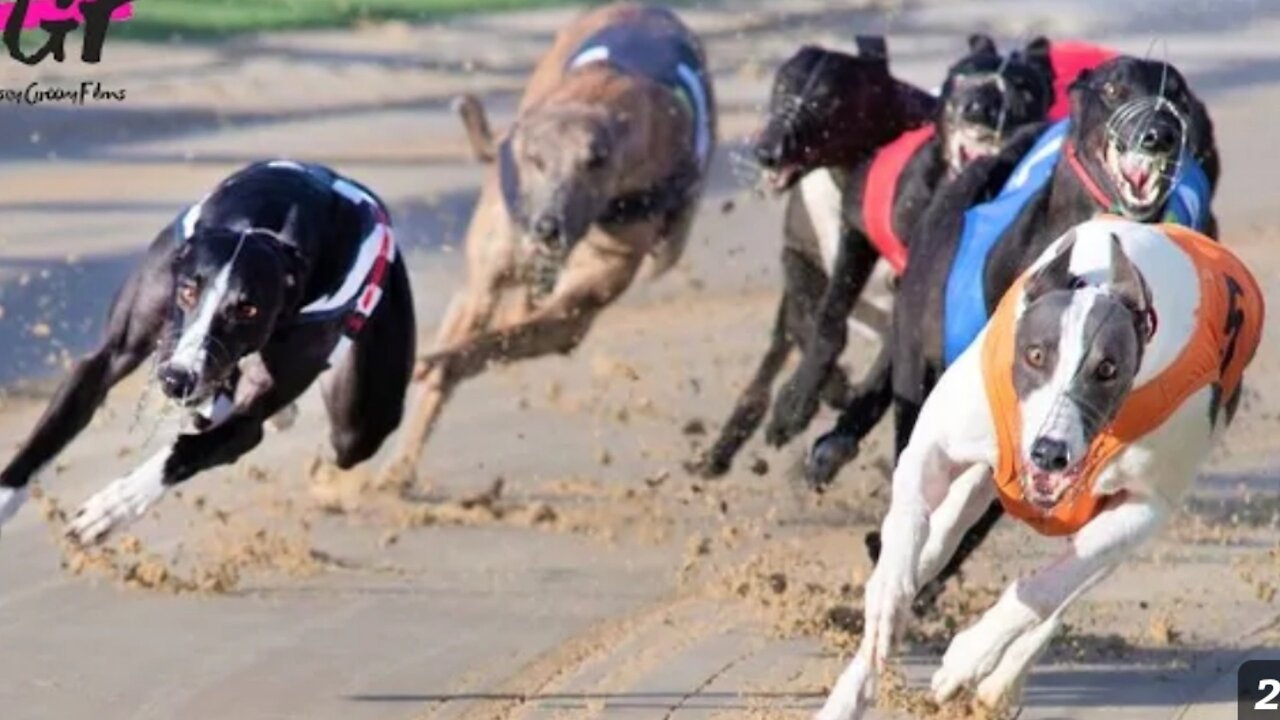 Greyhound Recing- Race of Champions.