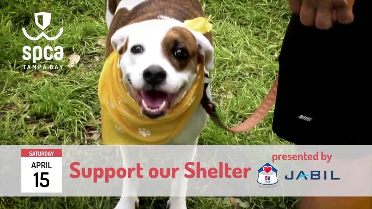 SPCA Tampa Bay's Pet Walk | Morning Blend