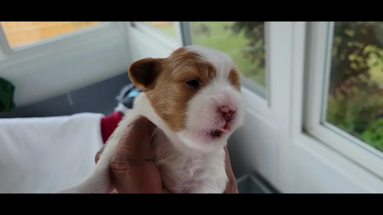 P Litter 2 Eyes are Open(2)