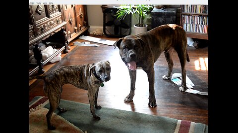 Dog Battle (Play) Saint Bernard vs. Pitbull