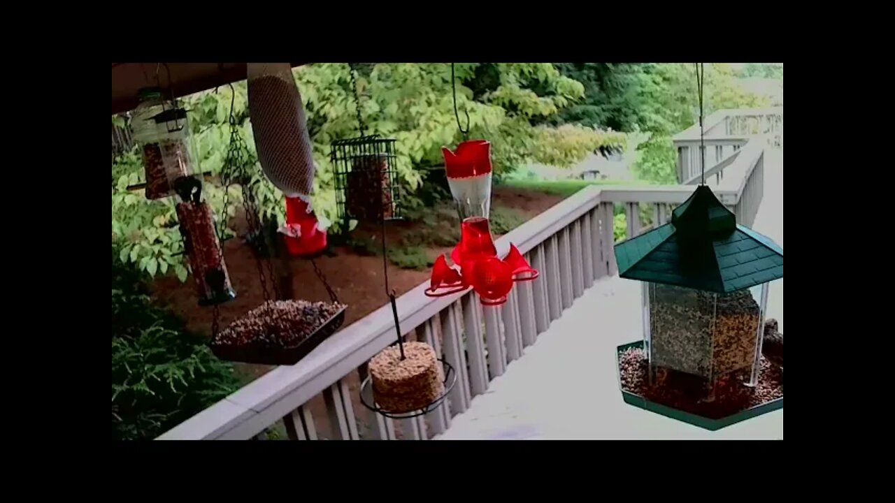 Live Aug. 31 2021 Bird Feeder in Asheville NC. In the mountains.