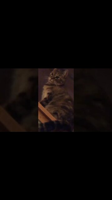 Carr yes s are adorable beings