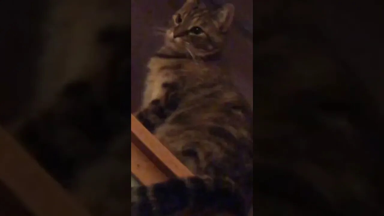 Carr yes s are adorable beings