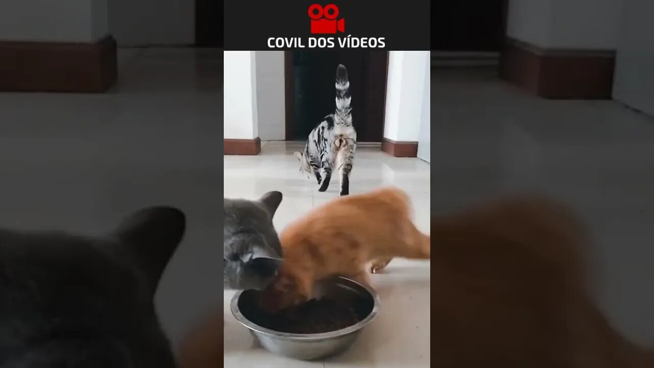 gato desesperado pra comer