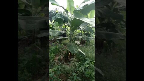 kebun pisang