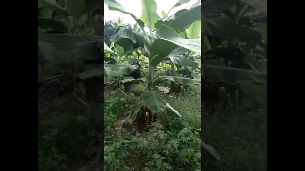 kebun pisang