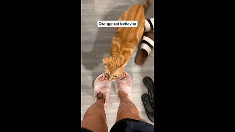 Orange cat behavior!