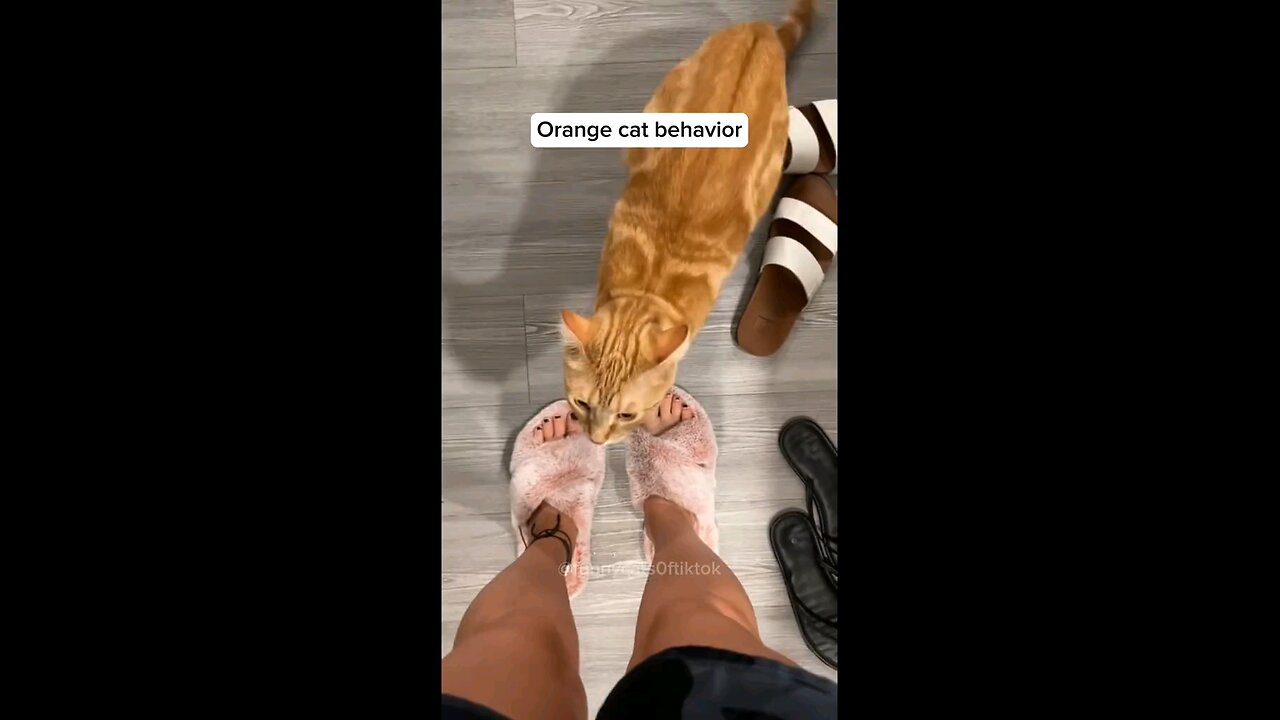 Orange cat behavior!