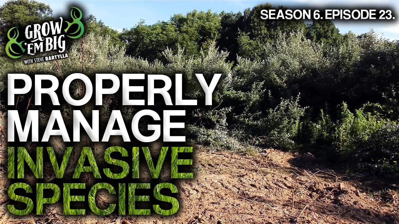 Top Tips for Dealing With Invasive Species