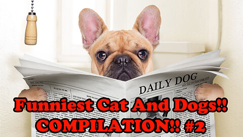 Funny Cat And Dogs. Compilation #2