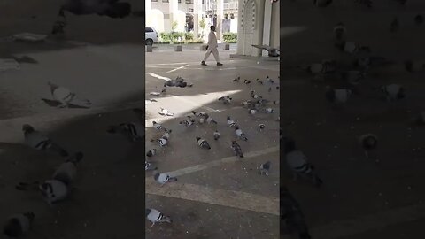 Hujjaj loves to provide food to pigeons: Near Masjid e Nabawi | Madinah