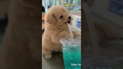 🐕🥤Puppy drinks from a straw on the table!