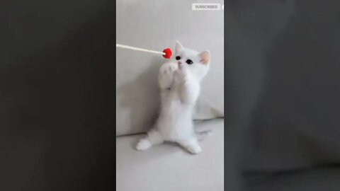funny cat videos | cute cat videos| cute animals funny cats #shorts #shortsfunny #cutecat #funnycat