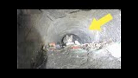 Girl searches for cat down sewer, spots something hiding below