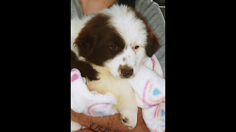 new puppy Tinus (Tiny)
